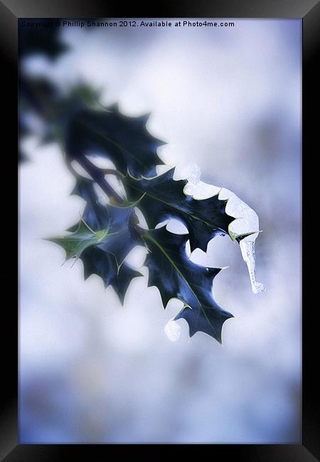 Holly leaf with snow and ice Framed Print by Phillip Shannon