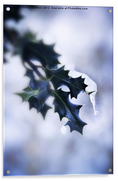 Holly leaf with snow and ice Acrylic by Phillip Shannon