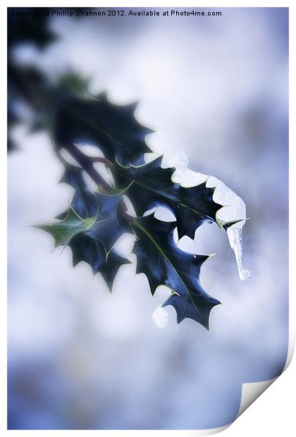 Holly leaf with snow and ice Print by Phillip Shannon