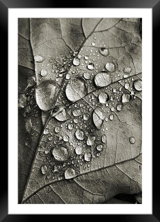 monotone autumn Framed Mounted Print by Heather Newton