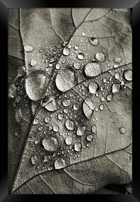 monotone autumn Framed Print by Heather Newton