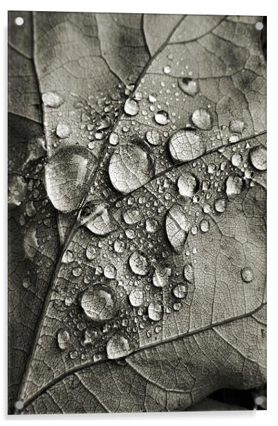 monotone autumn Acrylic by Heather Newton