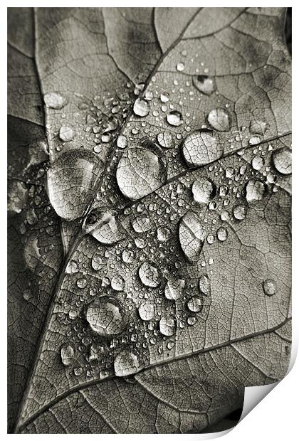 monotone autumn Print by Heather Newton