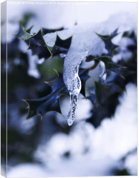 Holly leaf with snow and ice 02 Canvas Print by Phillip Shannon