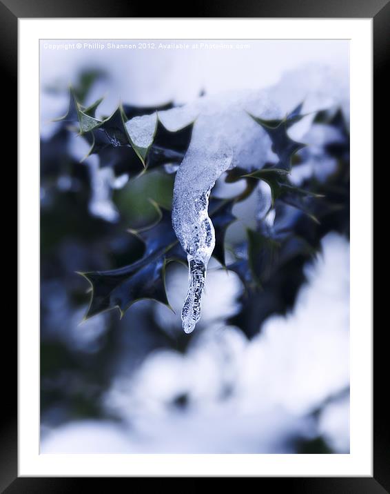 Holly leaf with snow and ice 02 Framed Mounted Print by Phillip Shannon