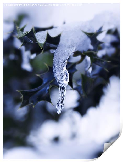 Holly leaf with snow and ice 02 Print by Phillip Shannon