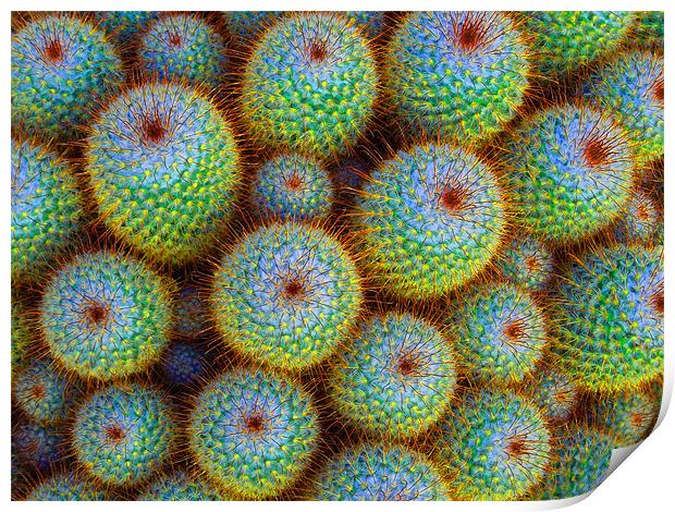neon cacti Print by Heather Newton