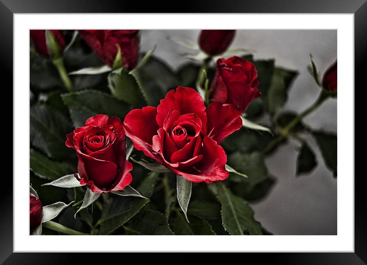 Deep red rose Framed Mounted Print by Kelly Astley