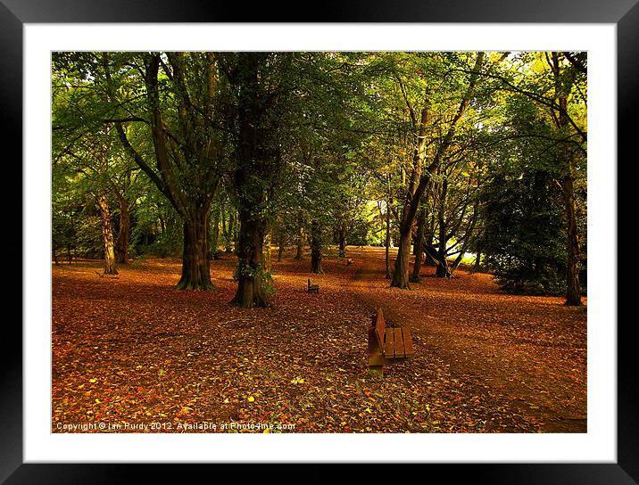 Autumn walk Framed Mounted Print by Ian Purdy