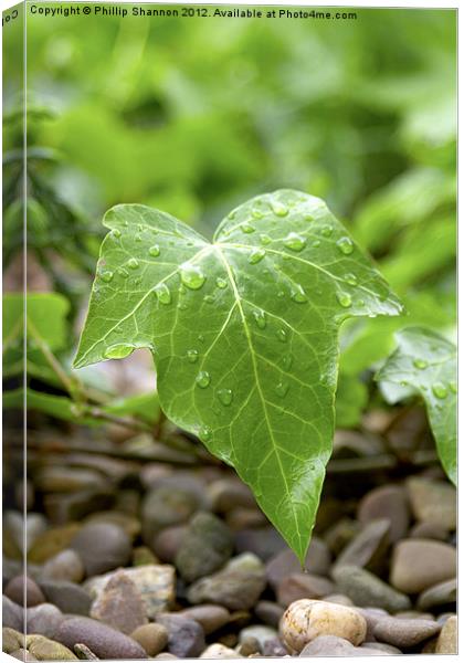 Ivy leaf Canvas Print by Phillip Shannon
