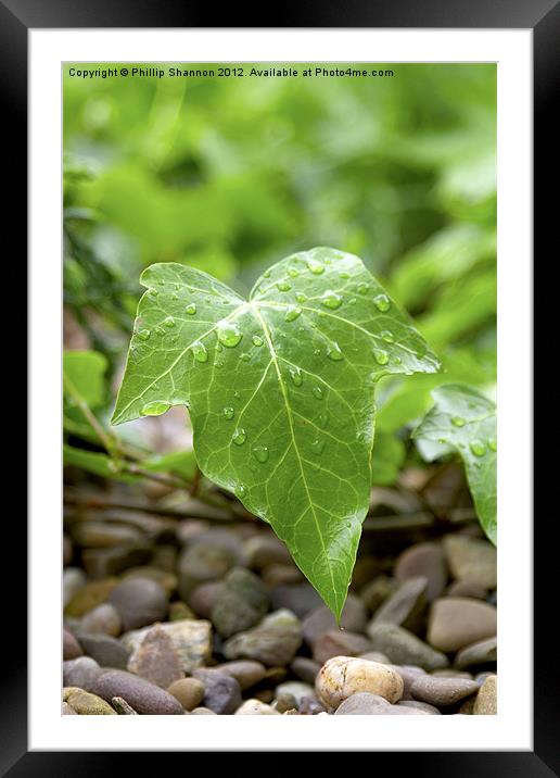 Ivy leaf Framed Mounted Print by Phillip Shannon