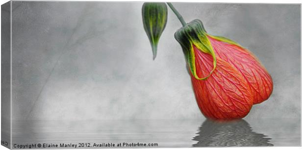Hibiscus Bud Canvas Print by Elaine Manley