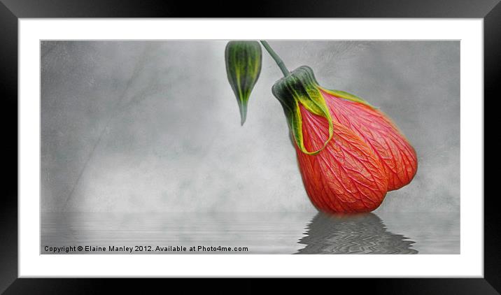 Hibiscus Bud Framed Mounted Print by Elaine Manley