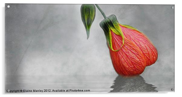 Hibiscus Bud Acrylic by Elaine Manley