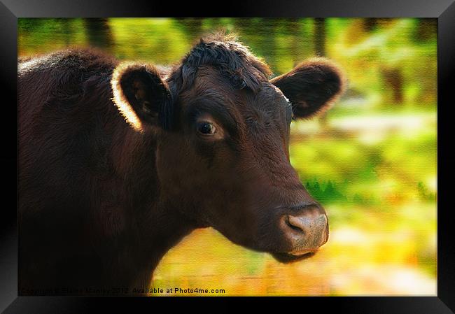 The Cow Framed Print by Elaine Manley
