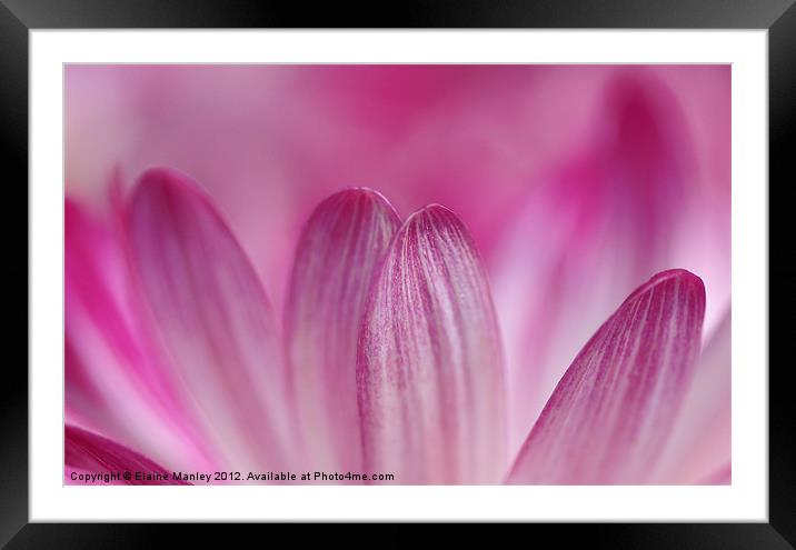 Pink Petals Framed Mounted Print by Elaine Manley