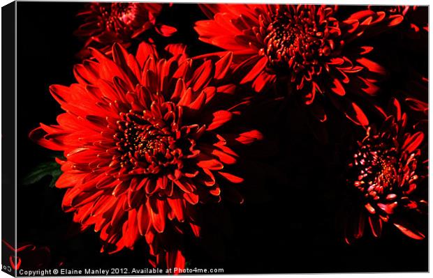 Sunlit Chrysanthemums Canvas Print by Elaine Manley
