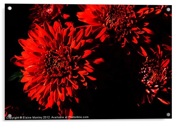 Sunlit Chrysanthemums Acrylic by Elaine Manley