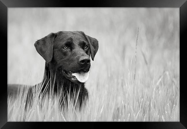 Black Labrador in Field Framed Print by Simon Wrigglesworth