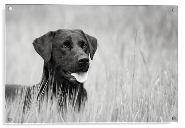 Black Labrador in Field Acrylic by Simon Wrigglesworth