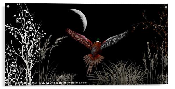 Night Flight Acrylic by Elaine Manley
