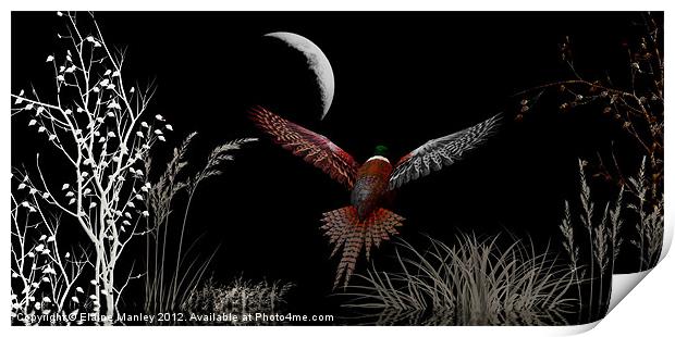 Night Flight Print by Elaine Manley