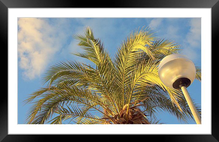 Light Palm Framed Mounted Print by Louise Godwin