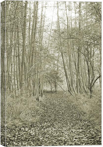In the Woods Canvas Print by Dawn Cox