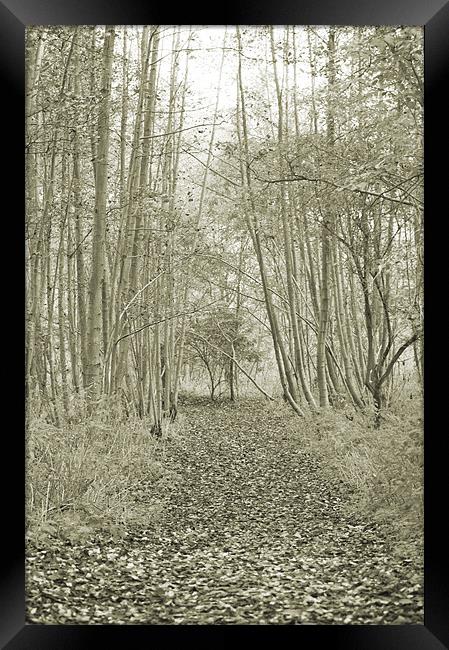 In the Woods Framed Print by Dawn Cox