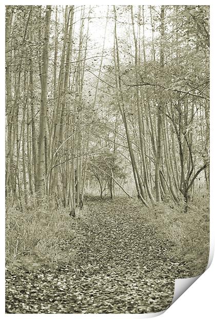 In the Woods Print by Dawn Cox
