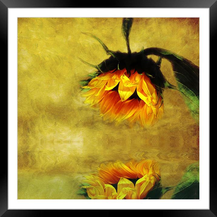 Sunflower- A Reflection of a Summer Day Framed Mounted Print by Debra Kelday