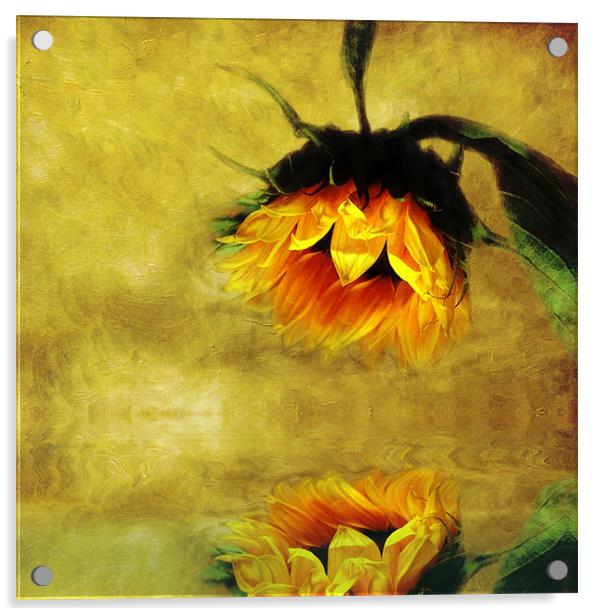 Sunflower- A Reflection of a Summer Day Acrylic by Debra Kelday