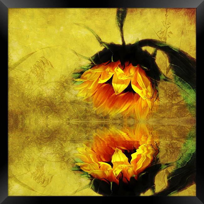 (Sunflower)- A Reflection of a Summer Day 2 Framed Print by Debra Kelday
