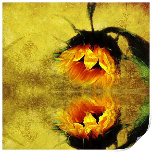 (Sunflower)- A Reflection of a Summer Day 2 Print by Debra Kelday