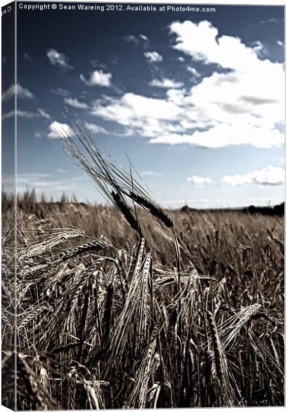 Fields Of Gold II Canvas Print by Sean Wareing
