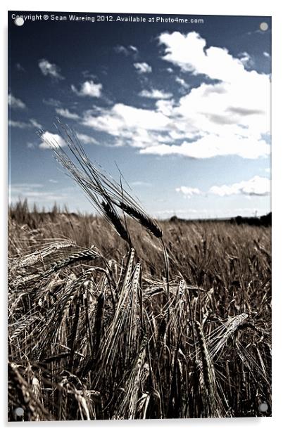 Fields Of Gold II Acrylic by Sean Wareing