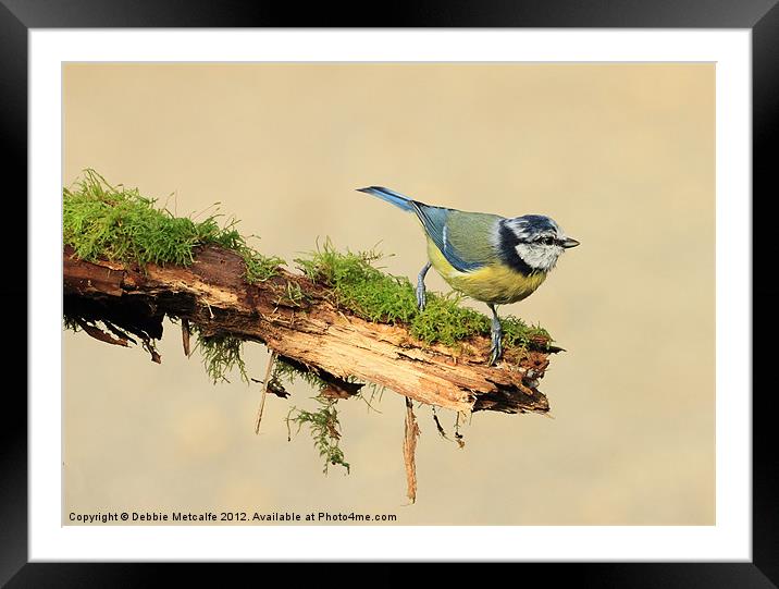 Blue Tit - Cyanistes Framed Mounted Print by Debbie Metcalfe