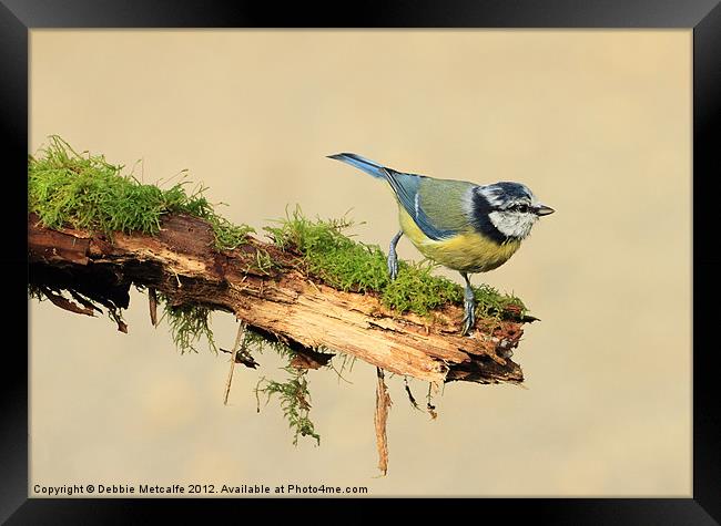 Blue Tit - Cyanistes Framed Print by Debbie Metcalfe