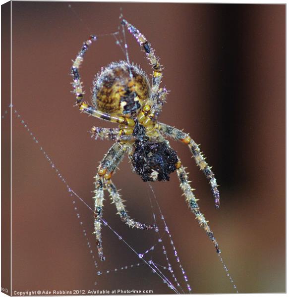 Busy Spider Canvas Print by Ade Robbins