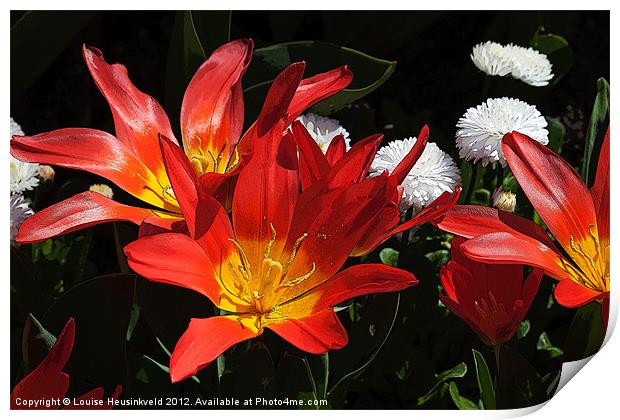 Red Tulips Print by Louise Heusinkveld