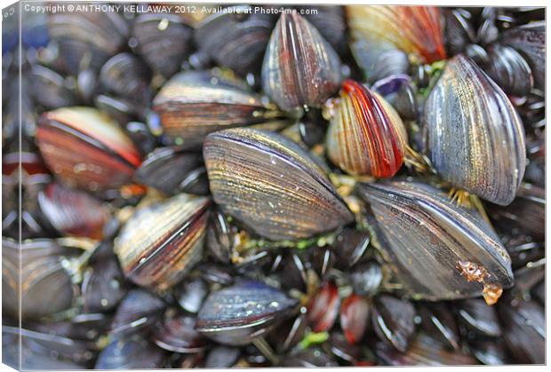 mussels galore !!!! Canvas Print by Anthony Kellaway