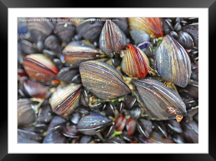 mussels galore !!!! Framed Mounted Print by Anthony Kellaway