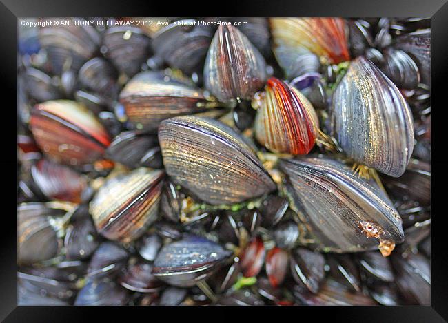 mussels galore !!!! Framed Print by Anthony Kellaway