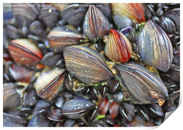 mussels galore !!!! Print by Anthony Kellaway