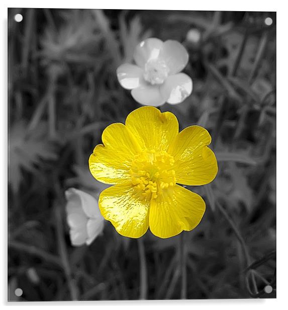 Little Yellow Flower Acrylic by Paul Madden