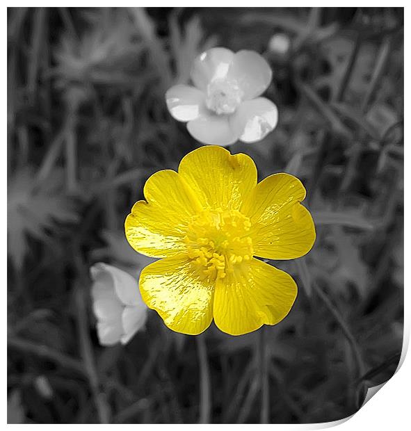 Little Yellow Flower Print by Paul Madden