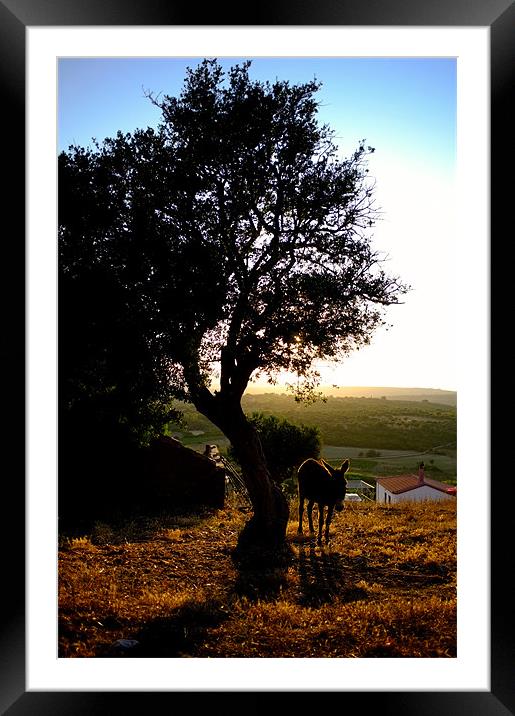 Greek Donkey Framed Mounted Print by Samantha Warren