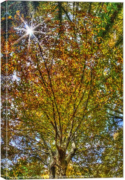 Autumn looking up Canvas Print by Nathan Wright
