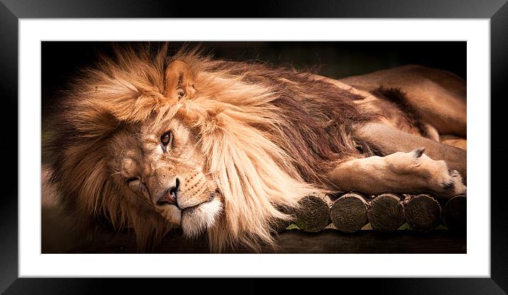 Cant be bothered - lion Framed Mounted Print by Simon Wrigglesworth