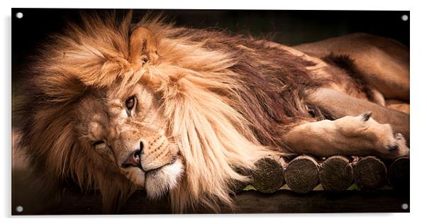 Cant be bothered - lion Acrylic by Simon Wrigglesworth